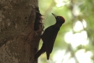 Black woodpecker